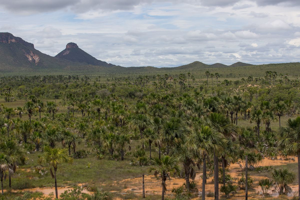 Veredas de buritis no cerrado do Jalapão, com serras ao fundo